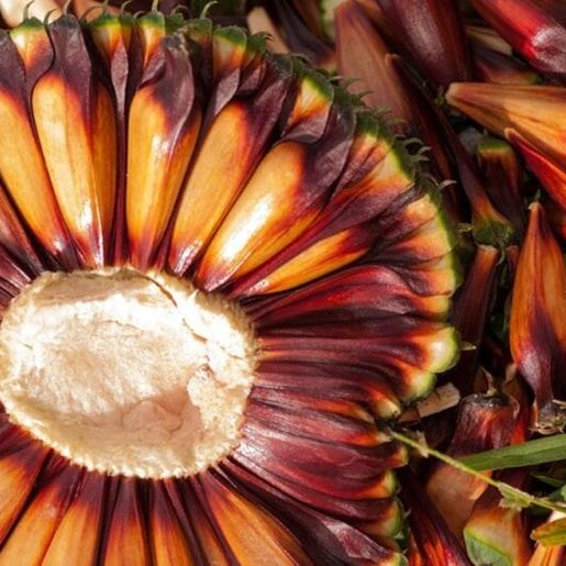 Santa Catarina ultrapassa Paraná e se torna o maior produtor de pinhão do Brasil, diz IBGE