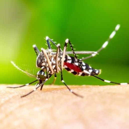 Santa Catarina recebe a primeira remessa de vacinas contra a dengue