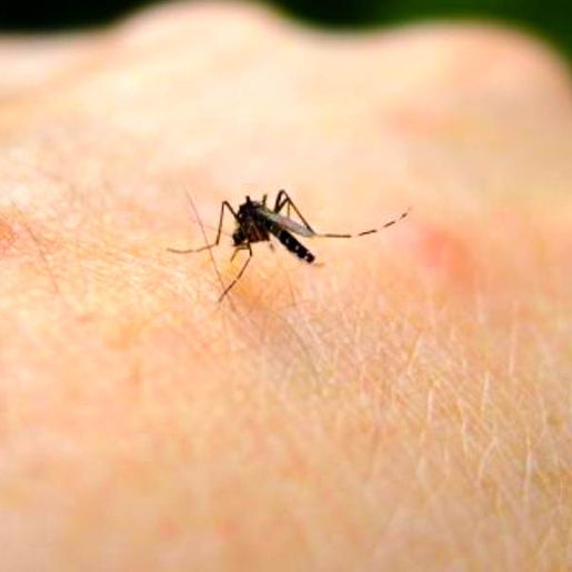 Aumento de casos de dengue gera ação conjunta em Itapiranga