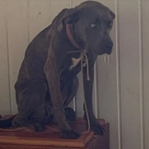 Cães ficam três dias acorrentados sem água e comida