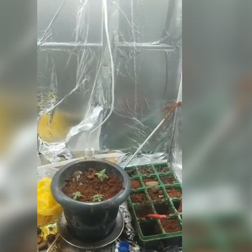 Jovem de 17 anos é apreendido por tráfico de drogas em Maravilha