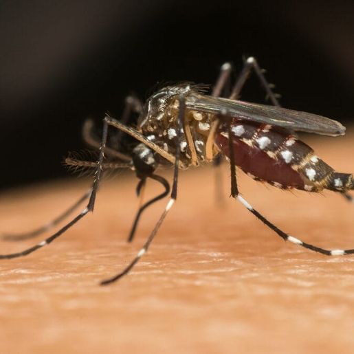Casos de dengue crescem em SC com chegada do verão, mas vacinação ainda enfrenta desafios