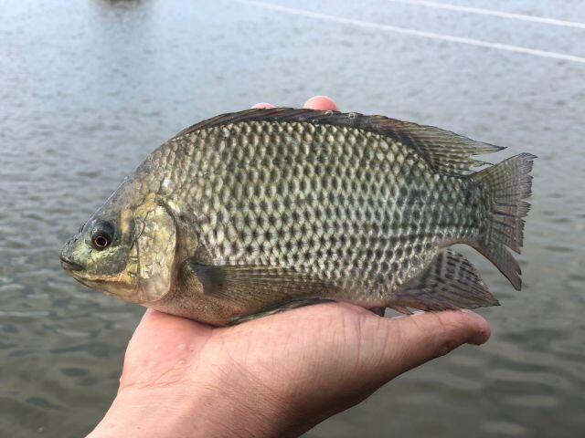 Piscicultura volta ao radar da Epagri para produção no Extremo Oeste