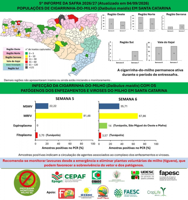 Epagri aponta redução de cigarrinhas-do-milho no Norte e Oeste de SC