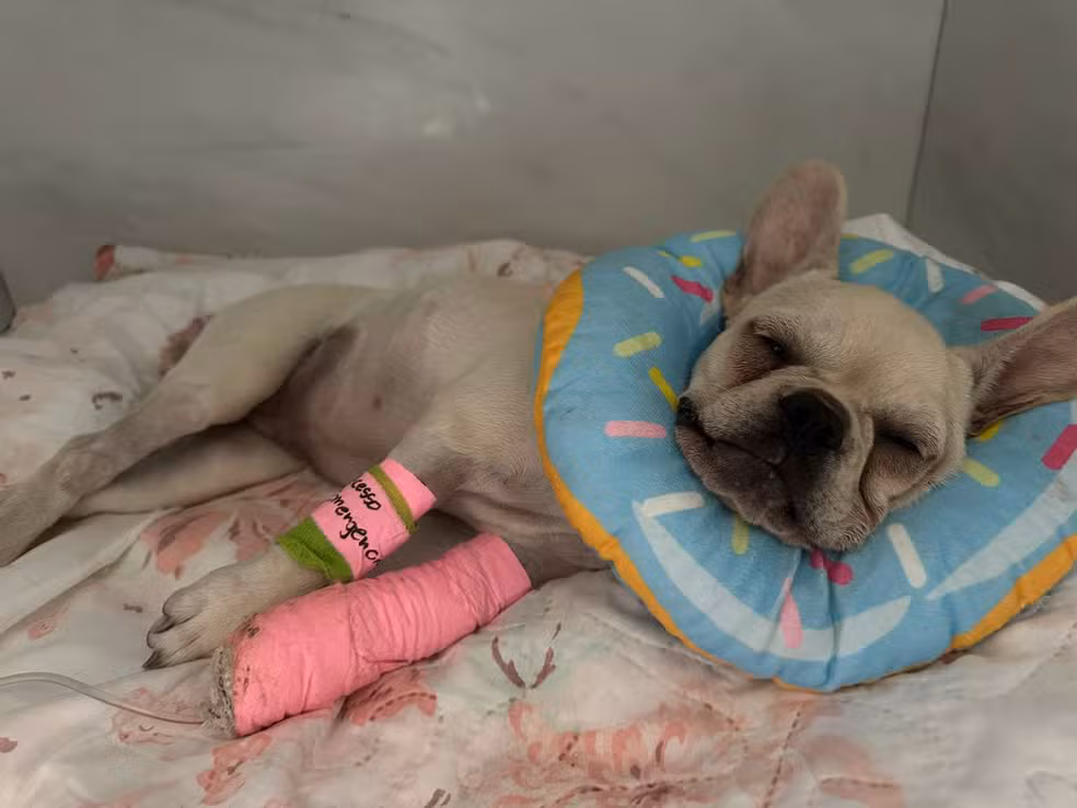 Filhote de buldogue que ingeriu mais de 50 pedras de crack em SC tem piora e precisará de UTI