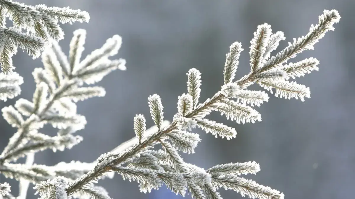 Frente fria derruba temperaturas e aumenta chance de geada em SC