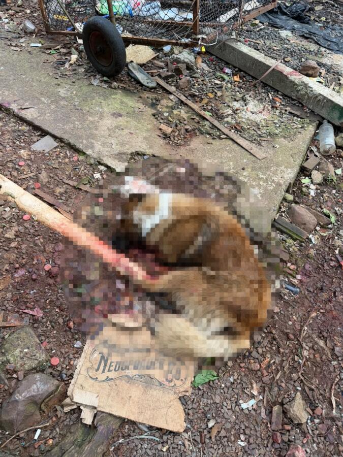 Mulher é presa após cachorro ser morto a machadadas em São Miguel do Oeste