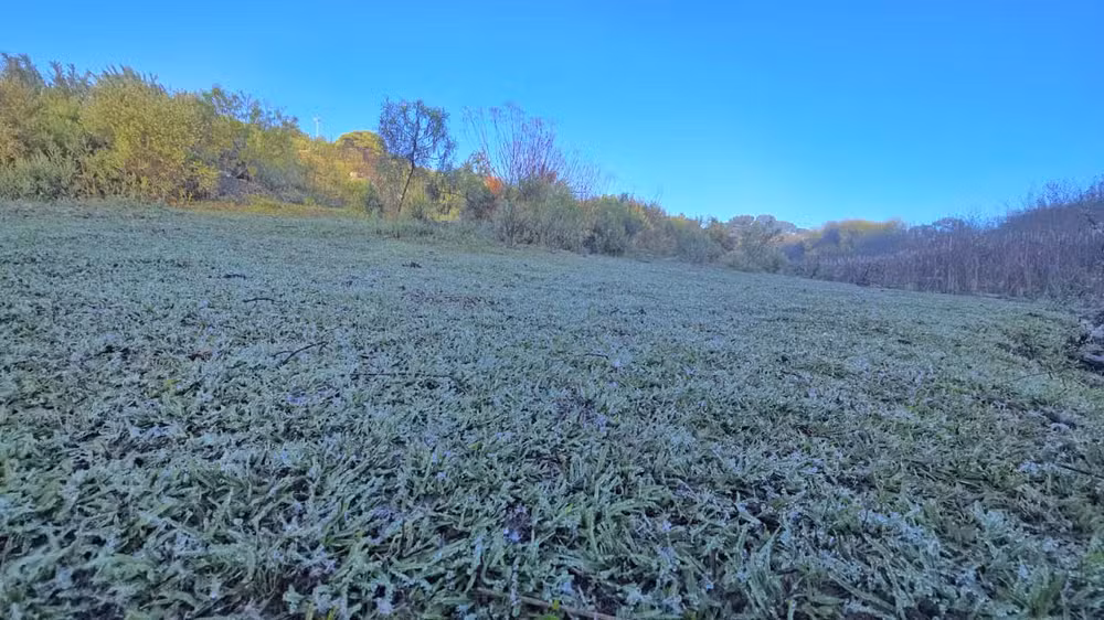 Geada cobre vegetação na Serra de SC em amanhecer abaixo de 3ºC