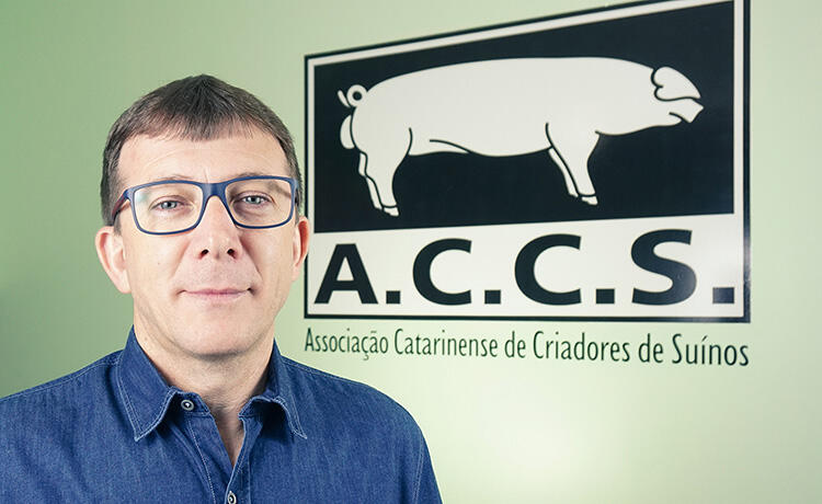 ACCS critica falta de investimento do governo na suinocultura independente