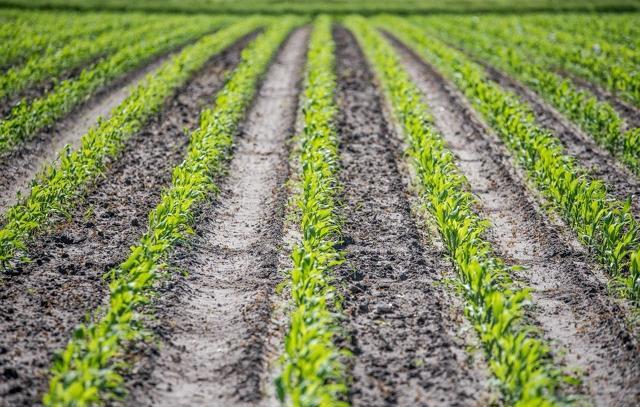 Agronegócio de SC atinge maior valor de produção da história, informa governo