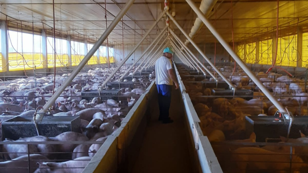 Cidasc acompanha ações para biosseguridade em granjas de suínos na região