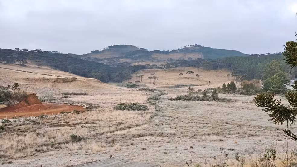 SC amanhece com -5,6°C e 'tapete de gelo' cobrindo vegetação