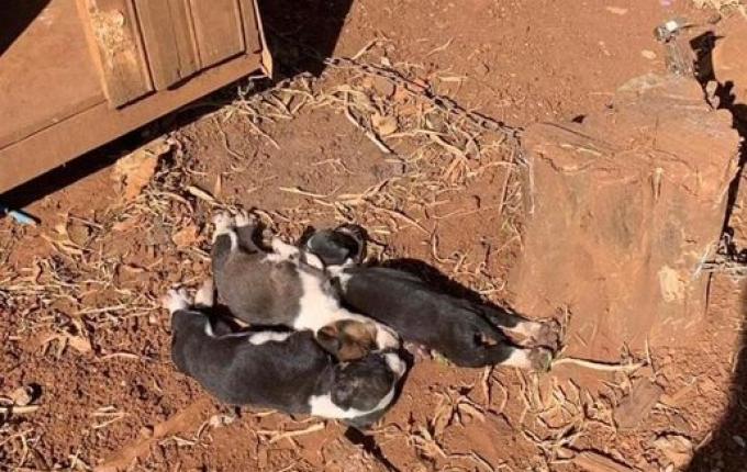 Polícia Civil indicia mulher por maus-tratos a animas