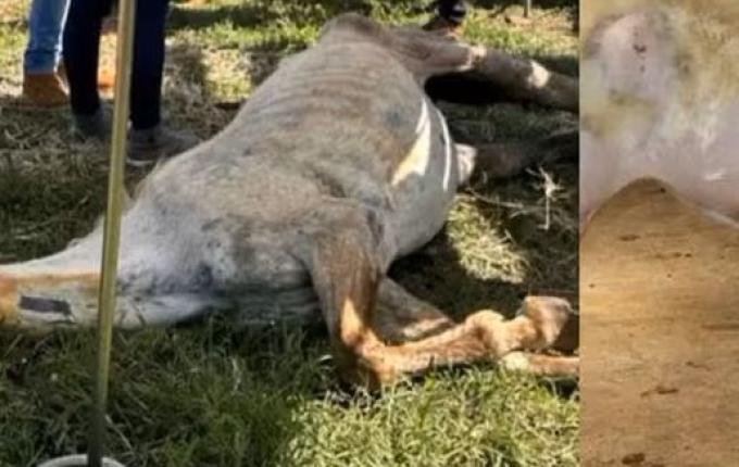 Cavalos são resgatados desnutridos e entre ossadas após denúncia de maus-tratos e abandono em SC