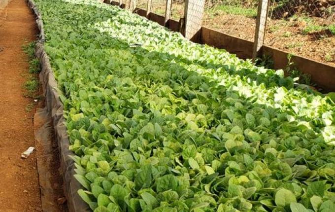 Produtores de Iporã do Oeste relatam satisfação na produção de tabaco há quase 20 anos