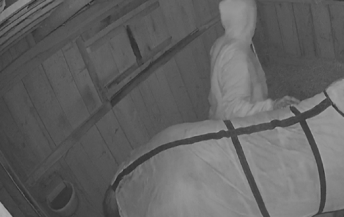 Jovem de 18 anos invade propriedade para abusar sexualmente de égua em SC