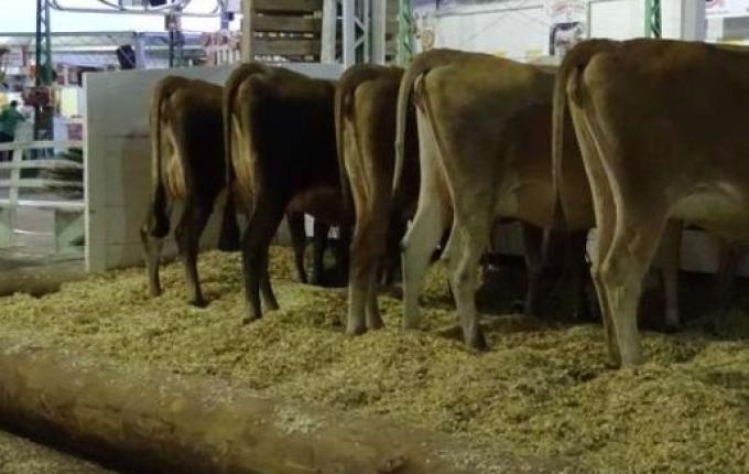 Exposição de gado será destaque na 14ª Efacitus em Tunápolis