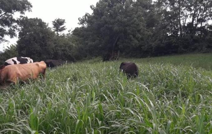 Alta demanda e baixa oferta faz preço do leite aumentar