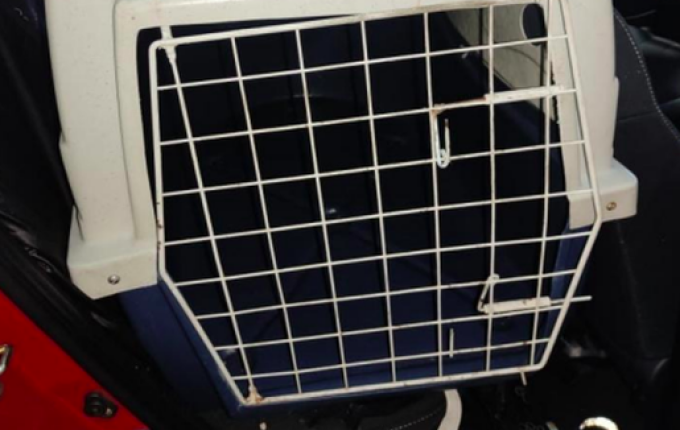 Cachorras morrem após serem esquecidas por seis horas em carro de pet shop em SC