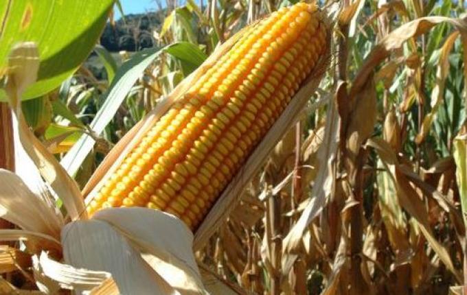 Agricultura do Extremo Oeste fecha abril com bons resultados, aponta Epagri