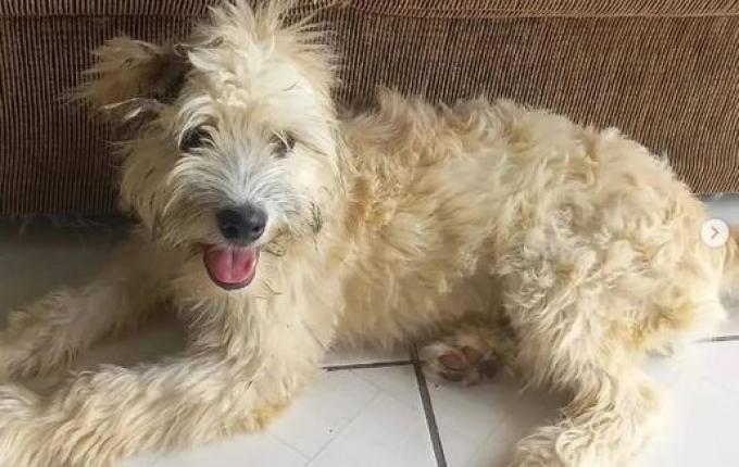 Mulher compra sofá usado e encontra cachorra dentro dele em SC
