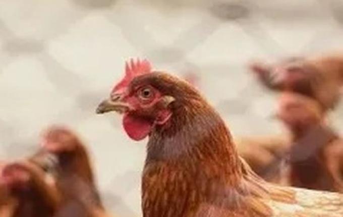 “China suspende compra de frango brasileiro”, diz Fávaro à CNN