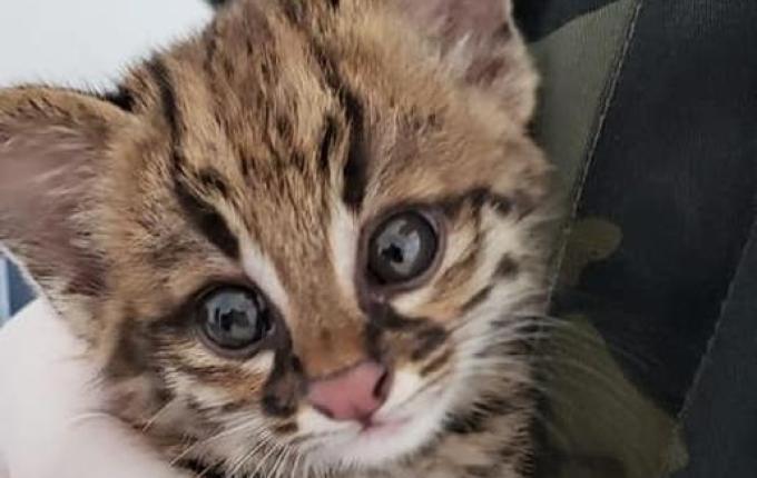 Gatos-do-mato encontrados na região são encaminhados ao Centro de Triagem de Animais Silvestres