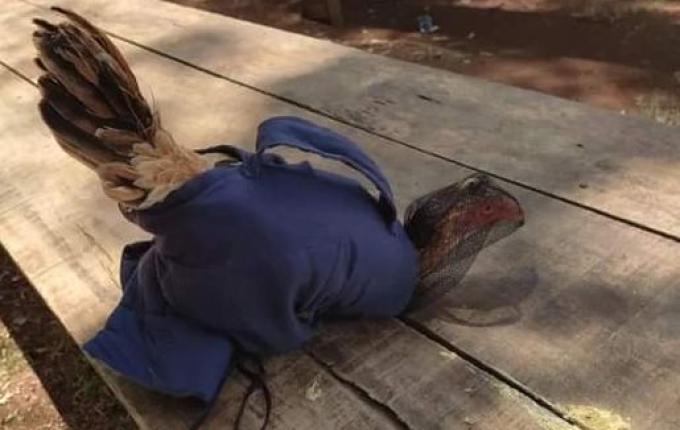 Polícia Militar Ambiental flagra rinha de galo em Guaraciaba