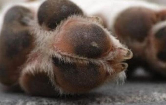 Vigia que abusava de cachorro dentro de creche é condenado em SC