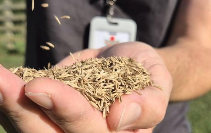 SC terá 600 toneladas de sementes de azevém para reforçar pastagens no inverno