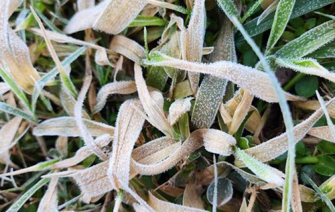 FOTOS: Onda de frio provoca geada em Itapiranga