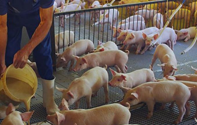 Justiça isenta suinocultores catarinenses de pagarem o Funrural