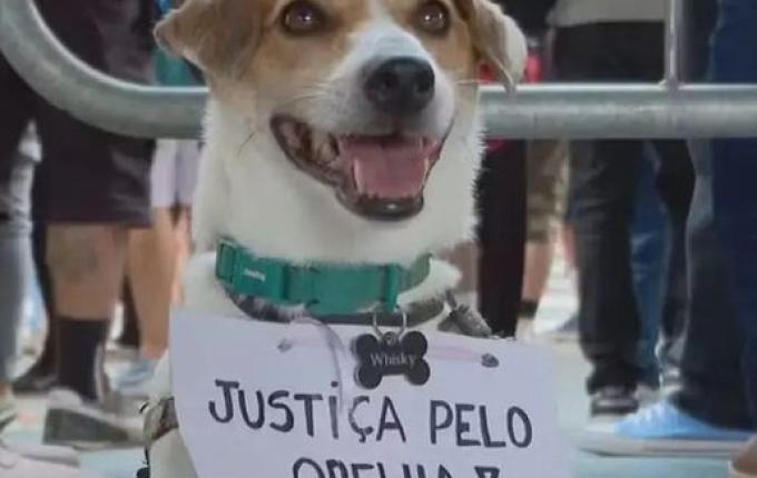 Força-Tarefa de SC dá suporte às investigações do caso do cão Orelha