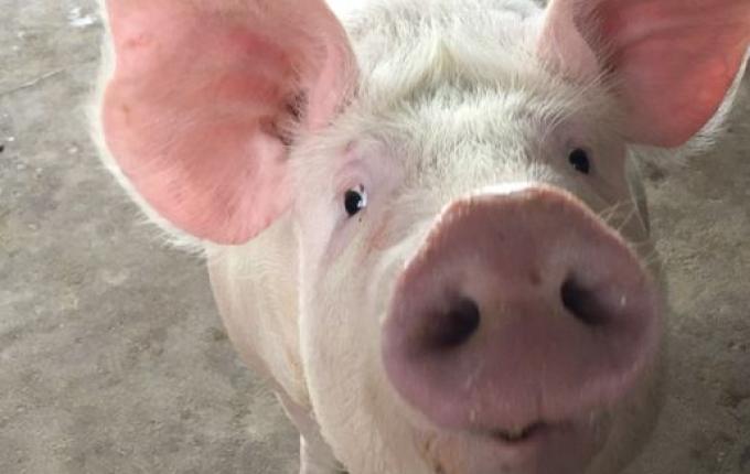 Santa Catarina celebra nove anos como Zona Livre da Peste Suína Clássica