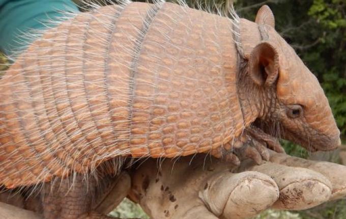 DNIT resgata tatus durante obra de restauração da BR-163 em Dionísio Cerqueira