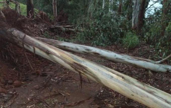 Ventos derrubam árvores e causam estragos no interior de Anchieta