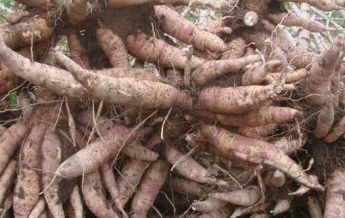 Homem é preso após furtar 20 kg de mandioca em São Miguel do Oeste