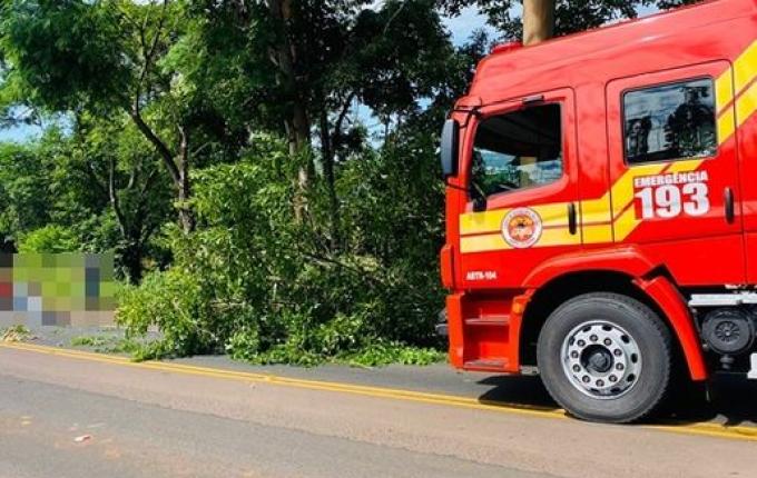 Casal sofre ferimentos ao ser atingido por árvore na SC 163