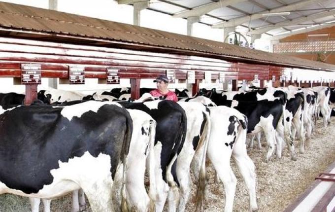 5ª Expo São João vai destacar o potencial do gado leiteiro do município