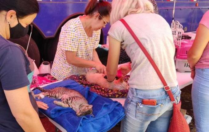 ONG Cedro Animal realiza mutirão de castração
