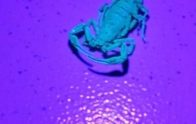 Descanso registra dois acidentes com escorpiões em menos 15 dias