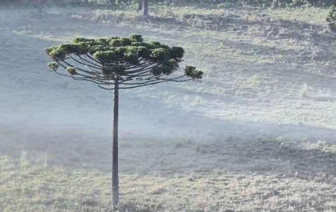 Serra de SC amanhece com geada e termômetros abaixo de 5°C
