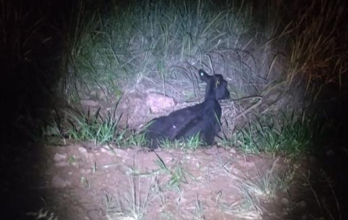 Animal na rodovia causa acidente na SC-305