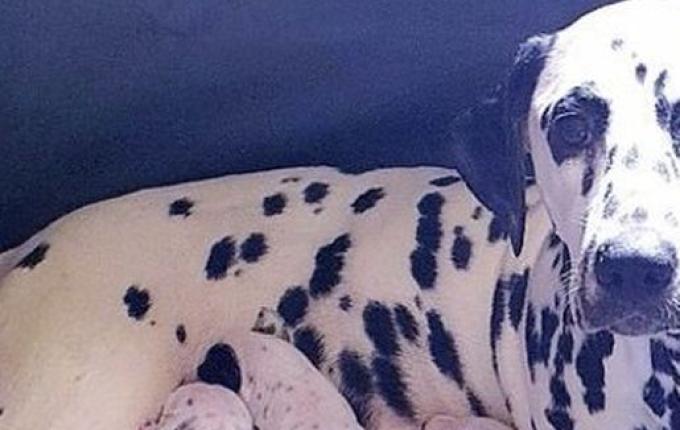 Dálmata dá à luz ninhada de dezoito filhotes e lembra filme