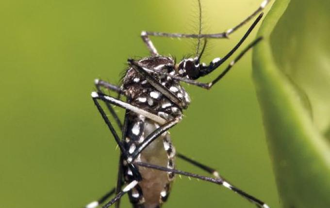 Agentes de endemias alerta para riscos da Chikungunya e intensifica tratamento de caixas d'água