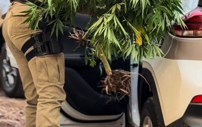 PM prende homem por tráfico e apreende pés de maconha em SMO