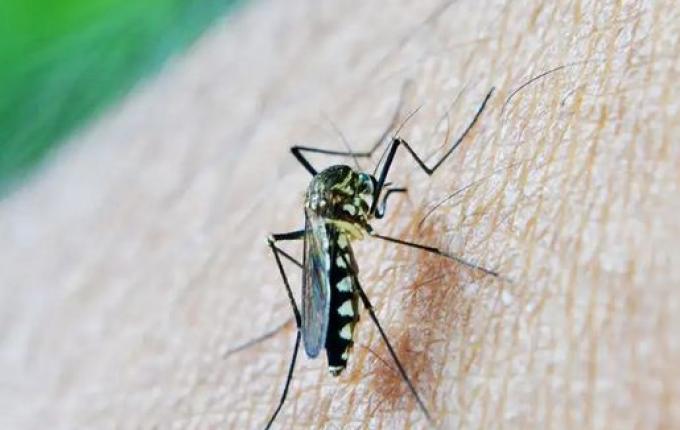 Santa Helena intensifica combate ao mosquito Aedes aegypti