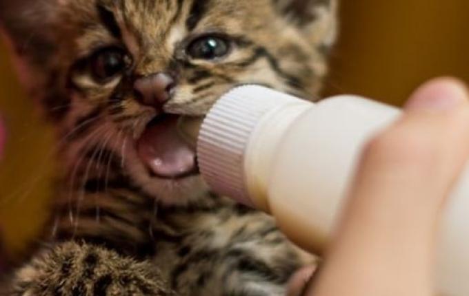 Gato do mato é resgatado em Itapiranga