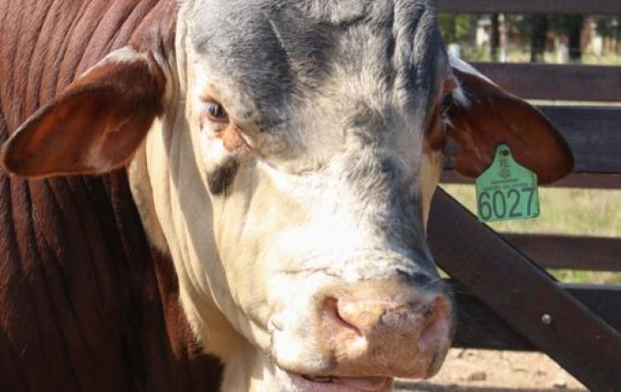 Leilão ATEG seleção de qualidade será neste sábado em SMOeste