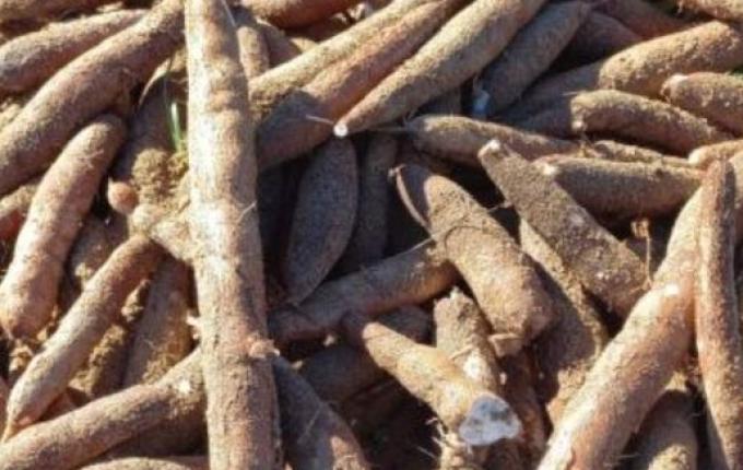 Safra da mandioca industrial deve superar 170 mil toneladas em SC